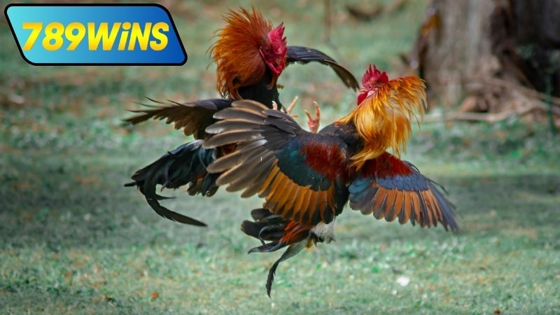 Các loại trận đá gà cựa sắt trực tiếp Thomo tại 789WIN