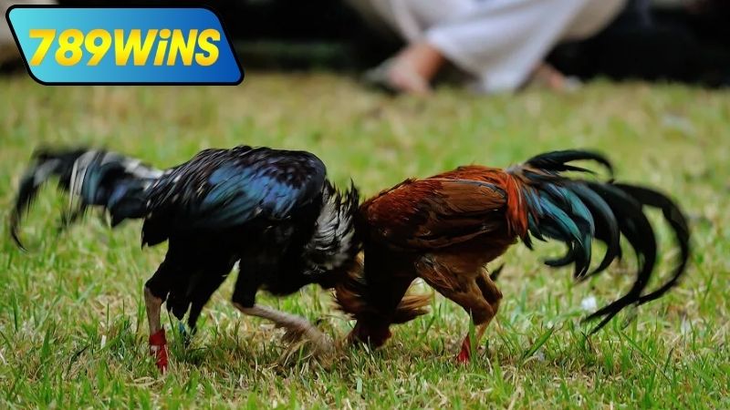 Lưu ý khi theo dõi đá gà cựa trực tiếp
