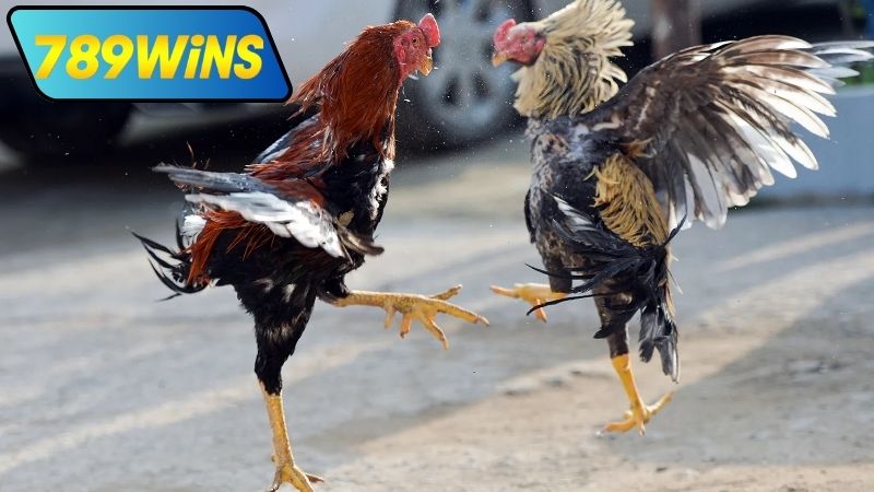 Lý do nên xem đá gà hôm nay Thomo tại 789WIN