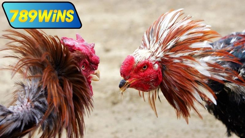 Đá gà Khmer trực tiếp