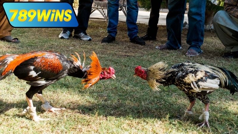 Lợi ích khi tham gia đá gà Thomo 24 7 tại 789WIN